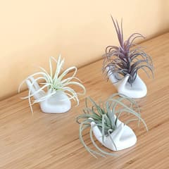 Dahey Mini Air Plant Holder, 3 Pack Hand Shape Ceramic White Desktop Stand, Bundle of 3